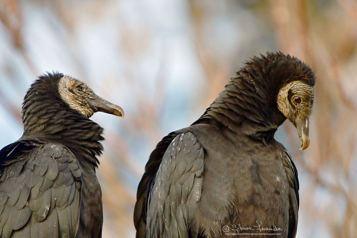 "Natural World" Through My Camera VULTURES, THE BEAUTIFULLY UGLY SCAVENGER